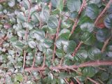 Cotoneaster horizontalis