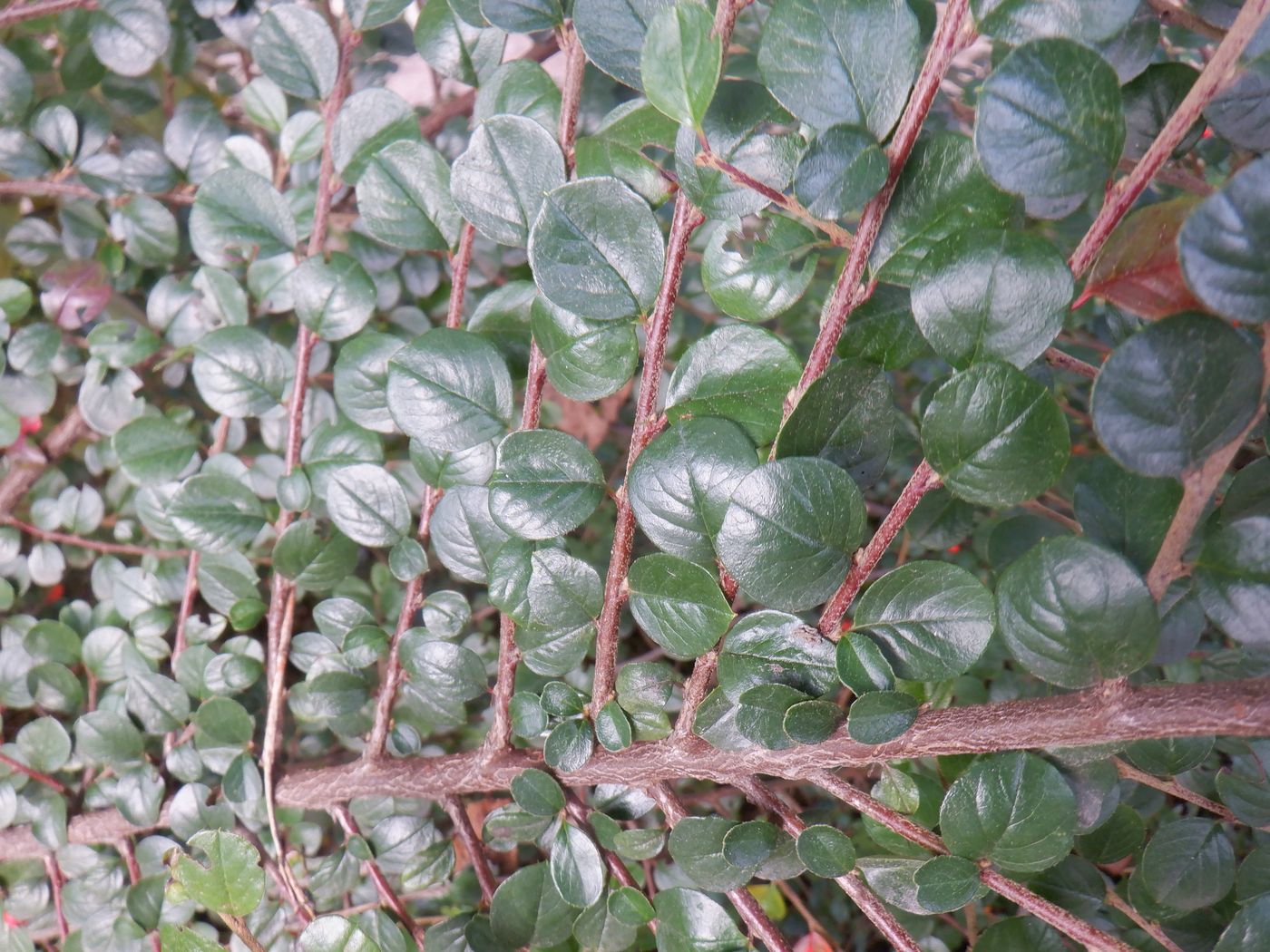 Image of Cotoneaster horizontalis specimen.