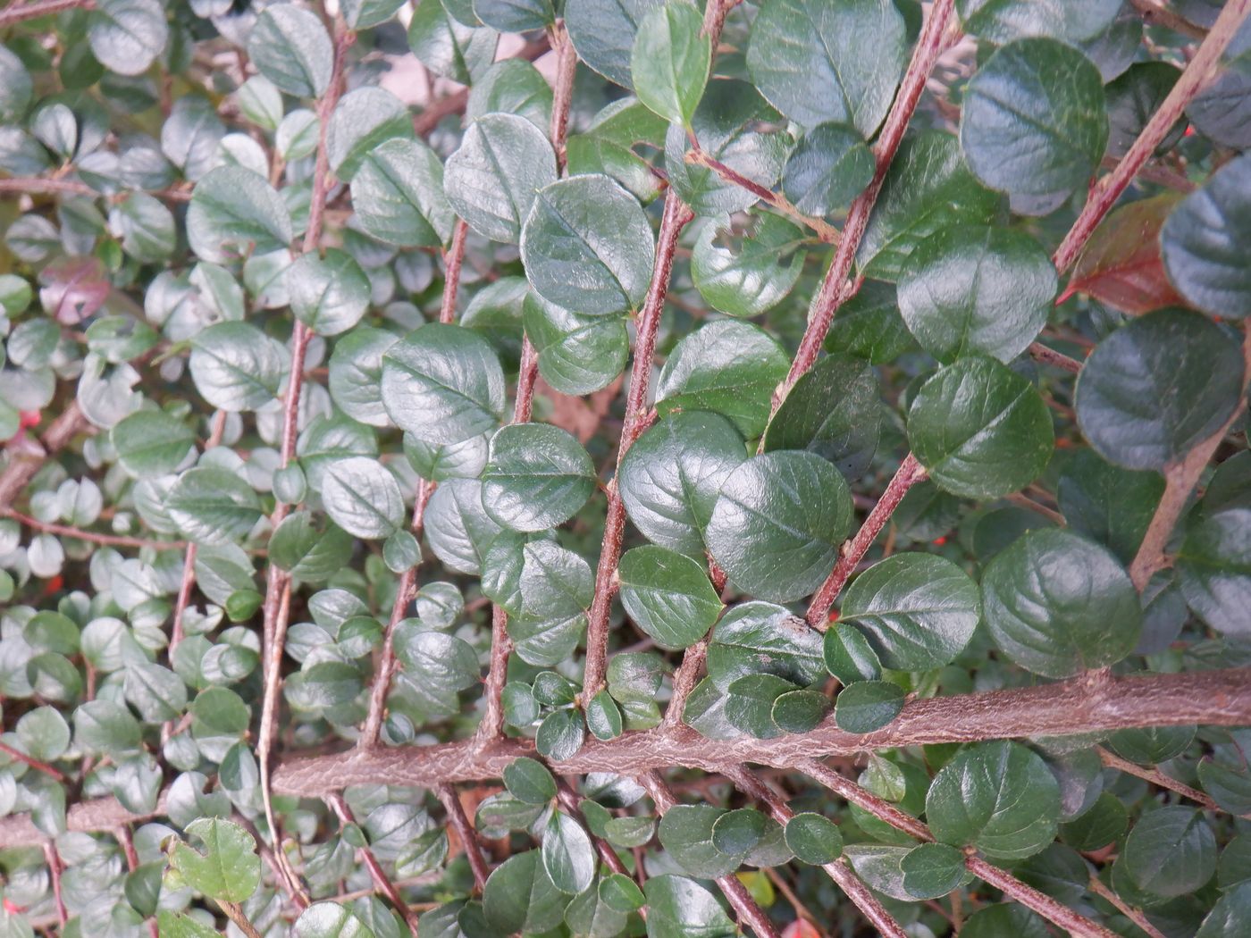 Изображение особи Cotoneaster horizontalis.