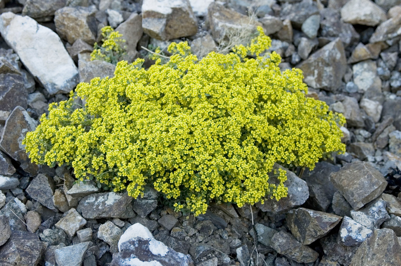 Image of Odontarrhena obovata specimen.