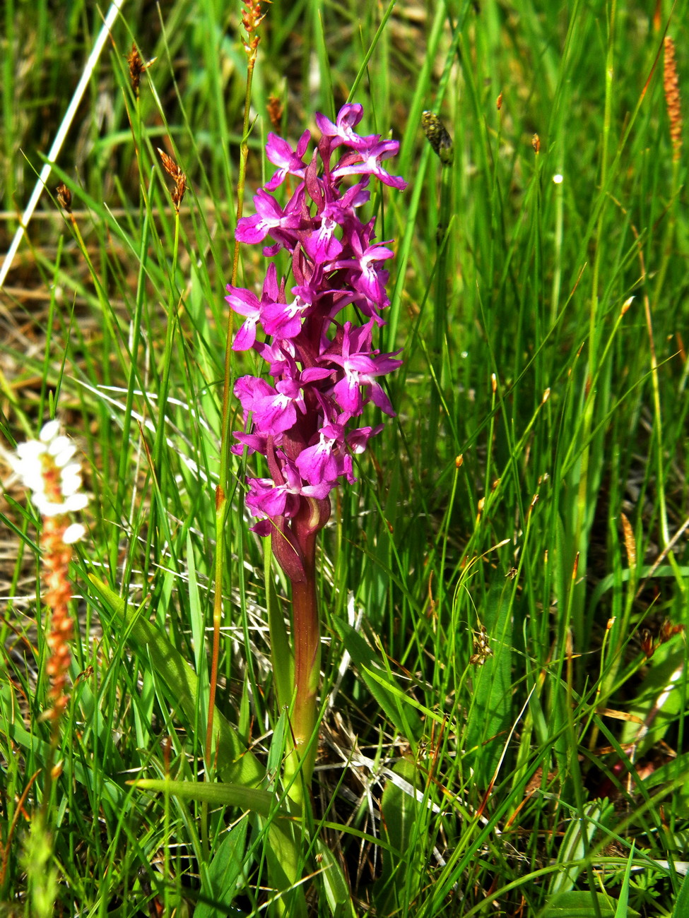 Изображение особи Dactylorhiza salina.