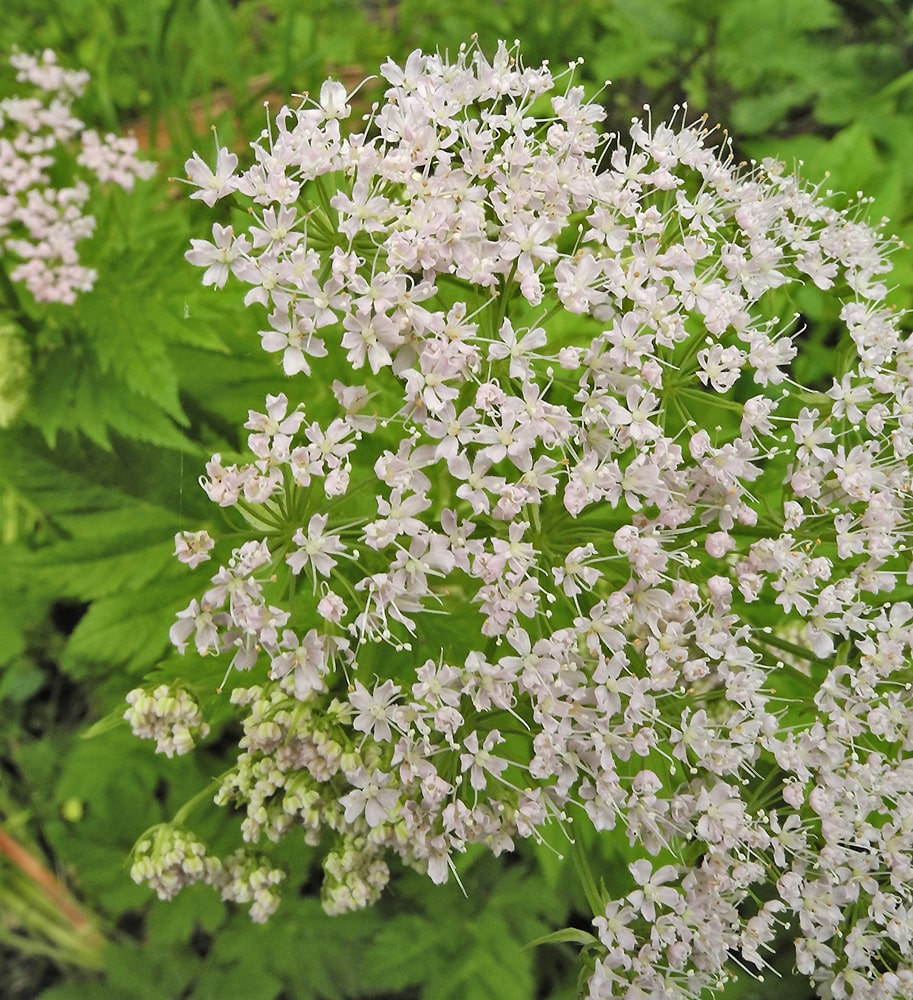 Изображение особи Chaerophyllum hirsutum.