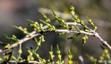 Haloxylon persicum. Ветвь цветущего растения. Казахстан, Туркестанская обл., Сузакский р-н, Западная Бетпак-Дала, окр. пос. Кыземшек (бывш. Степной), равнинная полынно-боялычная пустыня, на песчаной почве. 28 апреля 2021 г.
