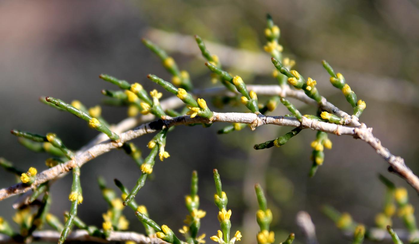 Изображение особи Haloxylon persicum.