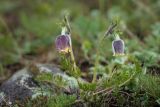 Pulsatilla campanella