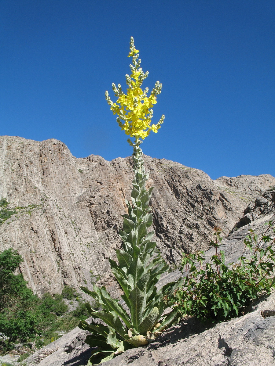 Изображение особи Verbascum songaricum.