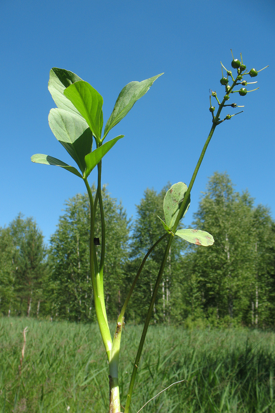 Image of Menyanthes trifoliata specimen.