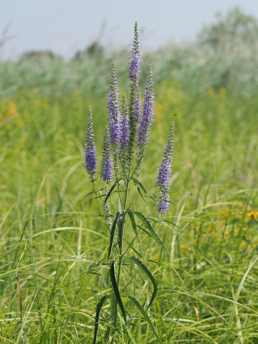 Изображение особи Veronica longifolia.