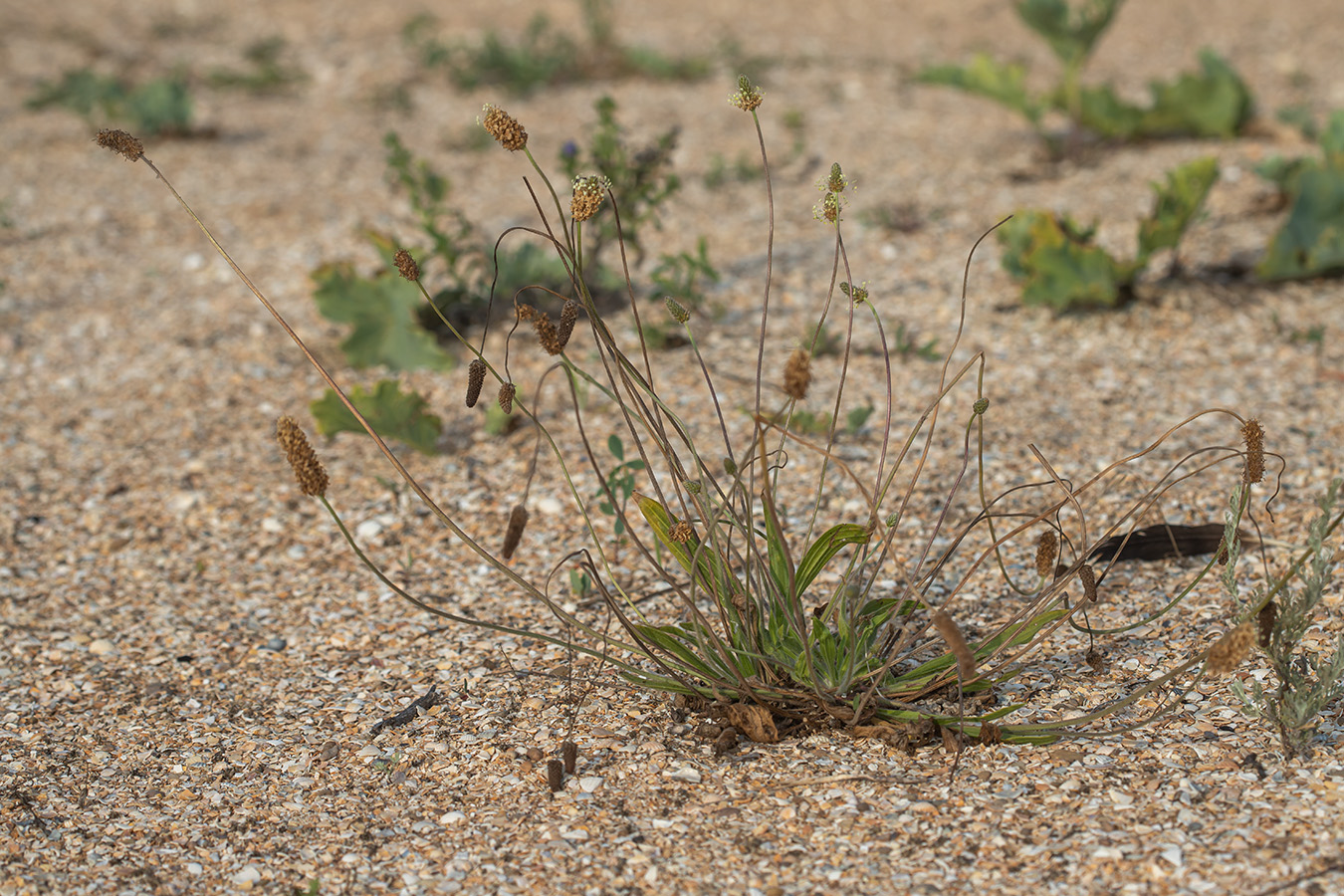 Image of Plantago lanceolata specimen.