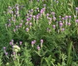 Astragalus onobrychis