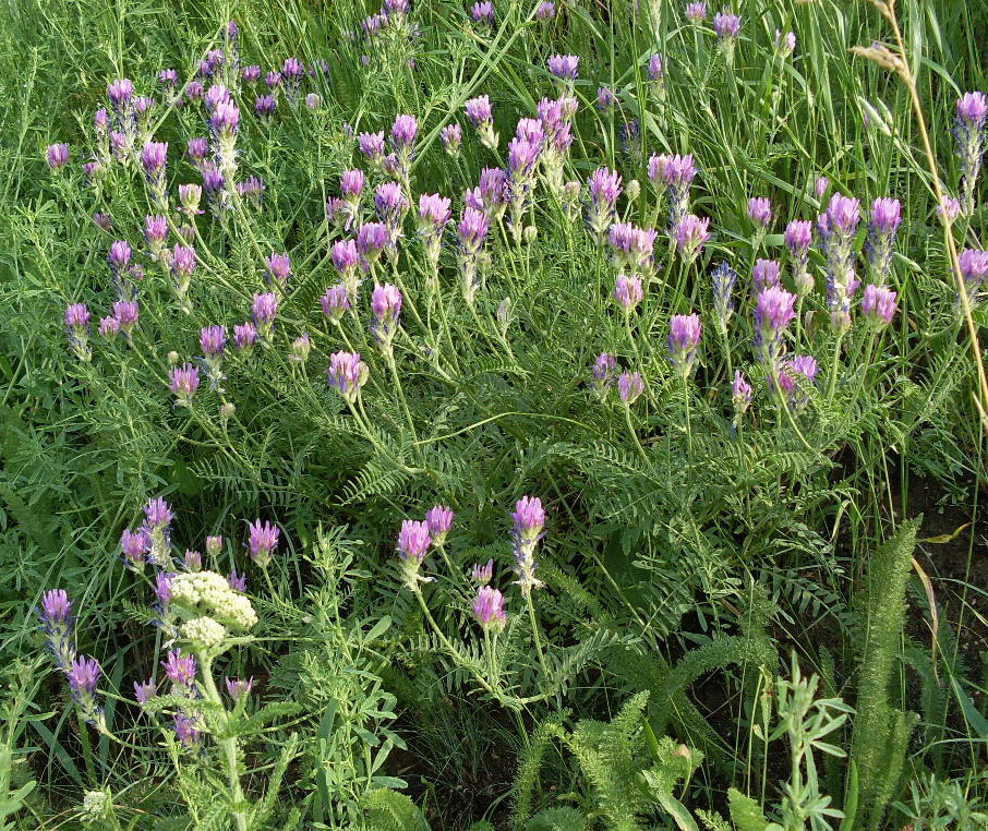 Изображение особи Astragalus onobrychis.