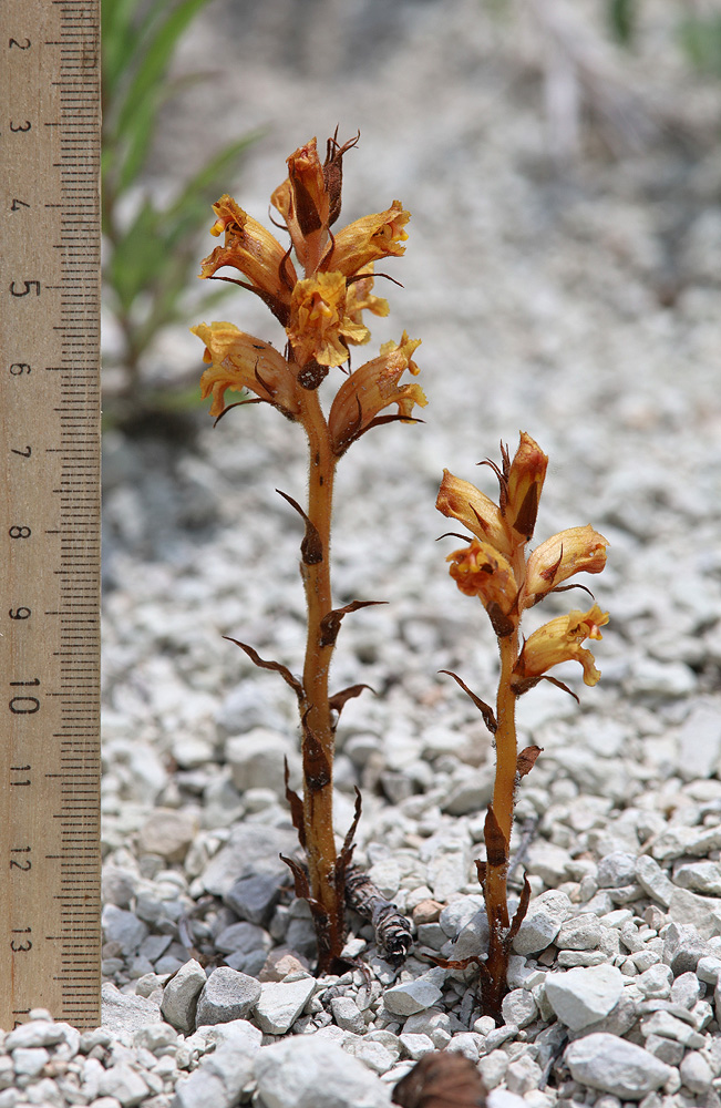 Image of Orobanche alba ssp. xanthostigma specimen.