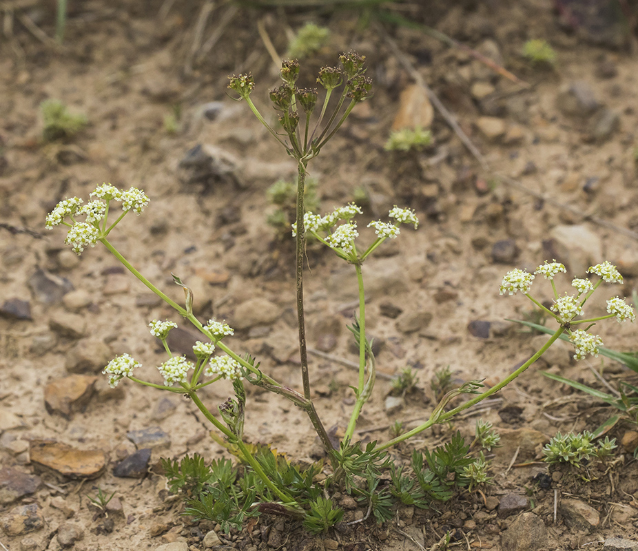 Изображение особи семейство Apiaceae.