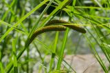 Carex acuta. Часть побега с завязавшимися соплодиями. Свердловская обл., Красноуфимский округ, Усть-Машский сельский совет, окр. дер. Русский Усть-Маш, прибрежный галечниик. 13 июня 2021 г.