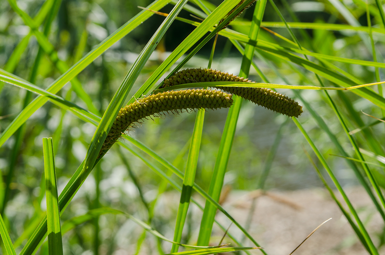 Изображение особи Carex acuta.