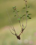 Teucrium chamaedrys. Часть извлечённого из субстрата плодоносящего растения с подземным побегом и корнями. Краснодарский край, Мостовской р-н, окр. пгт Псебай, хр. Герпегем, ≈ 900 м н.у.м., горный луг, скальное обнажение гипса. 19.08.2021.
