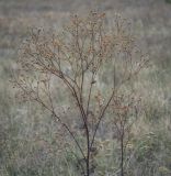 Senecio jacobaea. Верхушка высохшего плодоносящего растения. Республика Удмуртия, Каракулинский р-н, Ныргындинское сельское поселение, дер. Зуевы Ключи, суходольный луг. 08.10.2021.