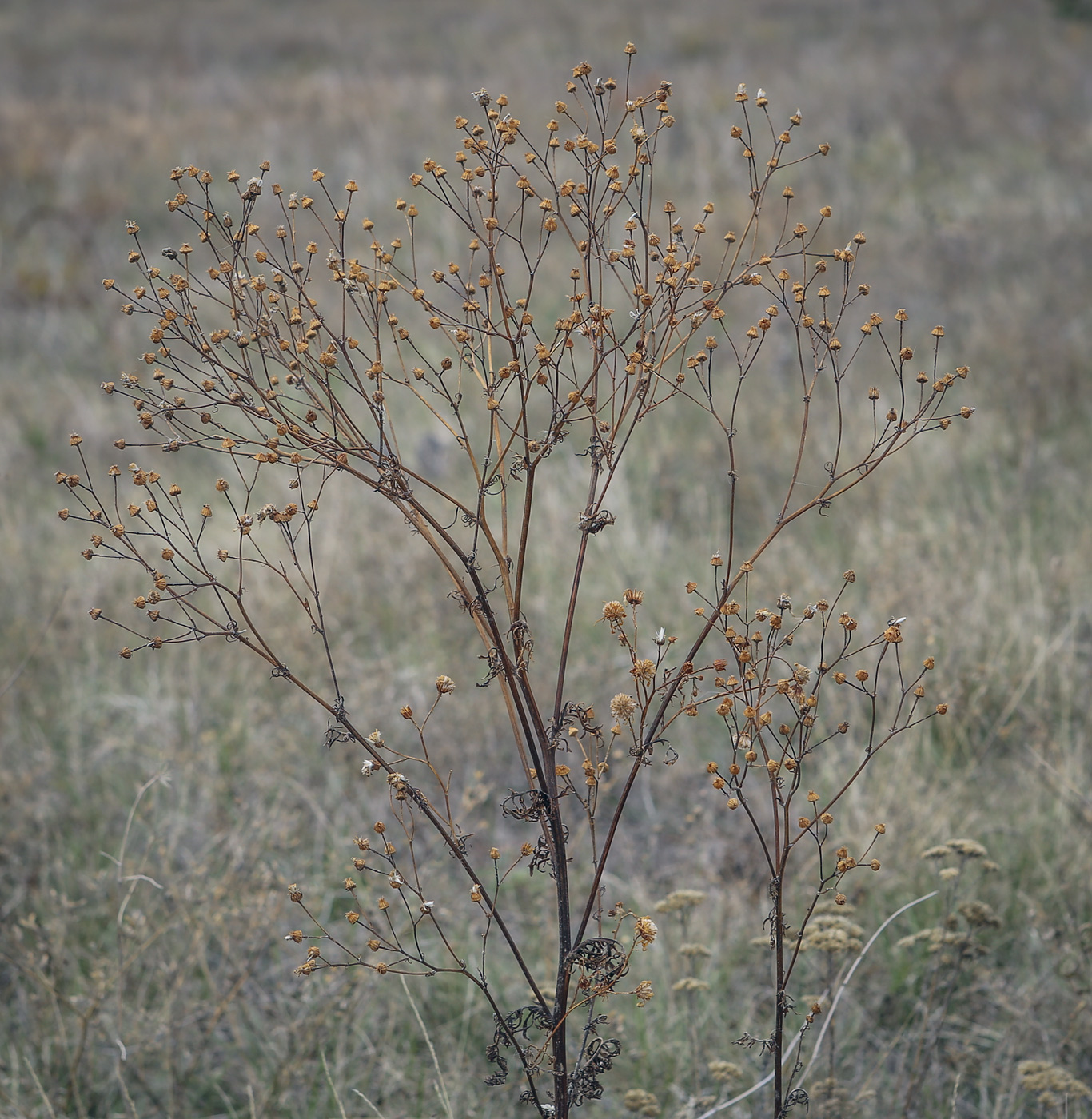 Изображение особи Senecio jacobaea.