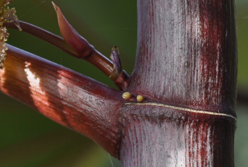 Изображение особи Ricinus communis.