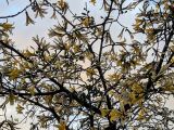 Ceiba insignis