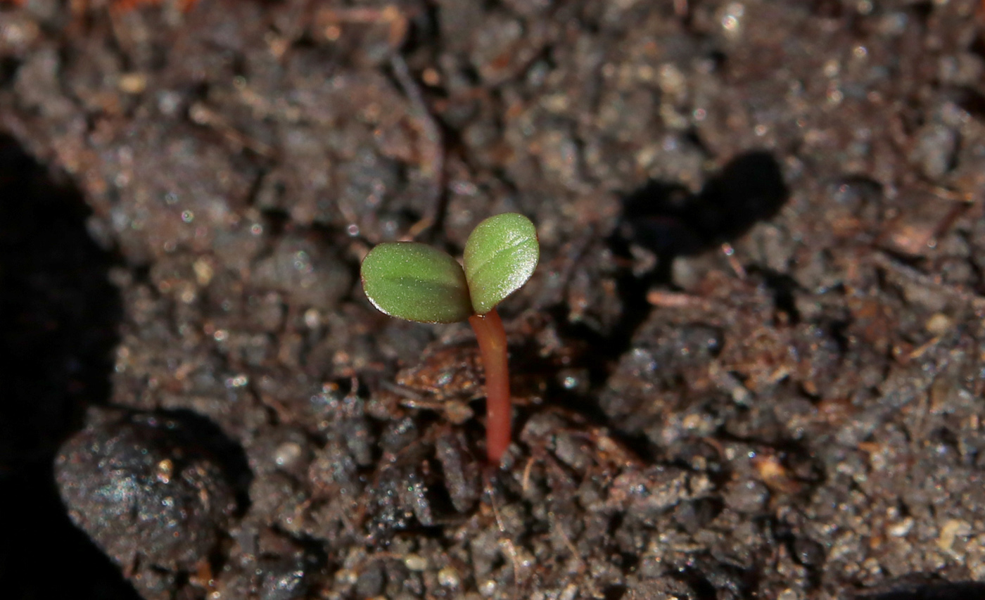 Изображение особи Oenothera macrocarpa.