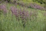 Phlomoides tuberosa