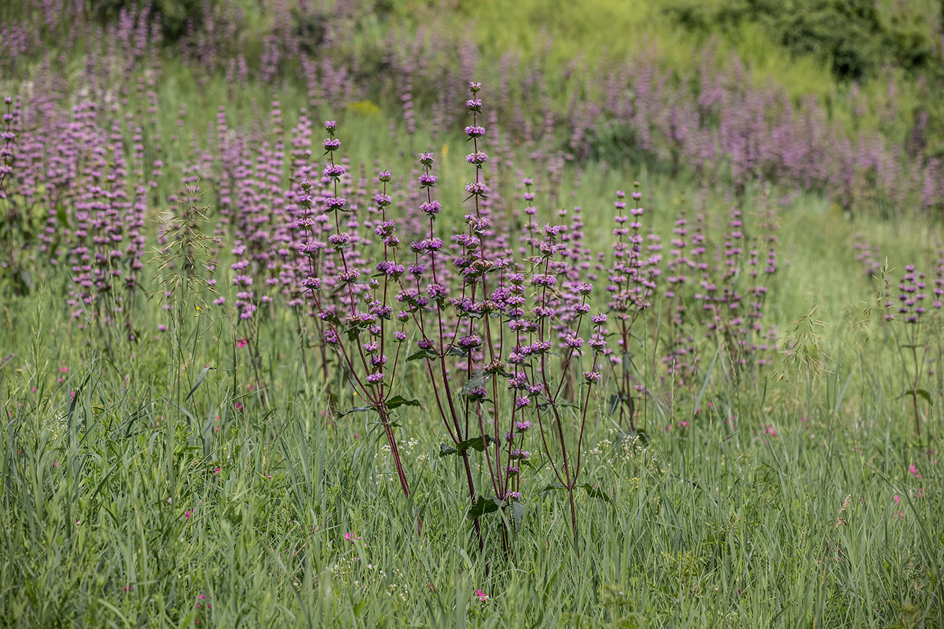 Изображение особи Phlomoides tuberosa.