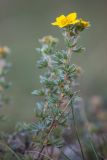 Dasiphora fruticosa. Верхушка побега с соцветием. Кабардино-Балкария, Чегемский р-н, окр. с. Булунгу, субальпийский луг. 05.08.2021.