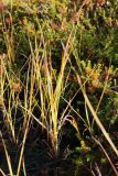 Carex concolor. Плодоносящее растение в осенней окраске. Мурманск, Горелая сопка, склон зап. экспозиции, висячее бугристое болото в ложбине, сырая мочажина на тропе. 18.09.2021.