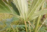 Delphinium elatum