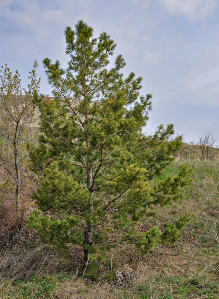 Изображение особи Pinus sylvestris.