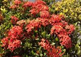 Ixora coccinea