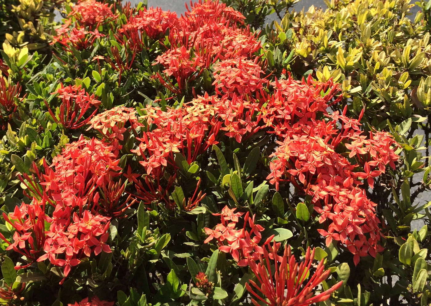 Image of Ixora coccinea specimen.