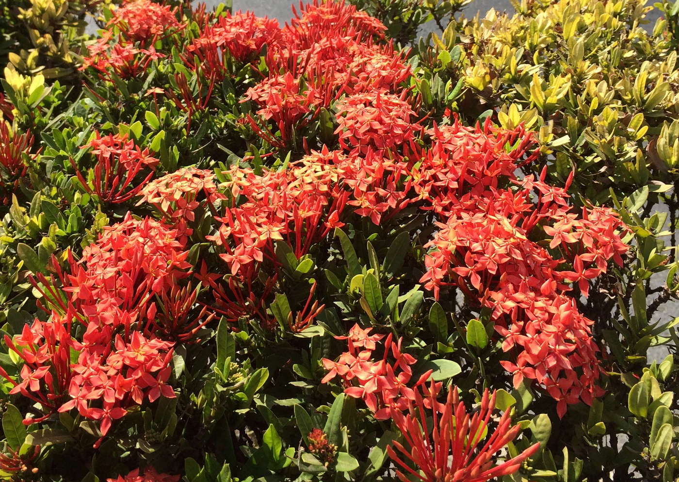 Изображение особи Ixora coccinea.