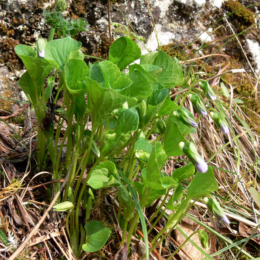 Изображение особи Viola mirabilis.