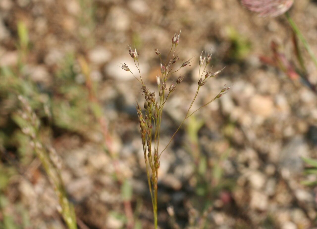 Image of Aira elegantissima specimen.
