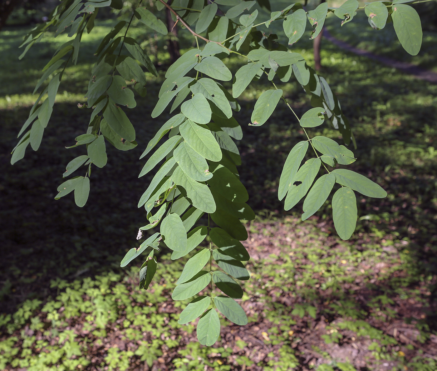 Изображение особи Robinia pseudoacacia.