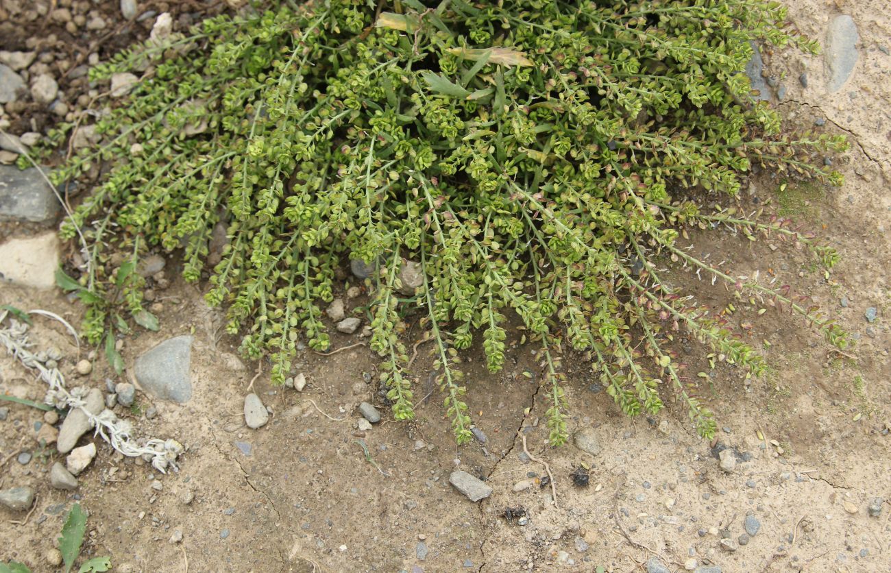 Image of Lepidium apetalum specimen.