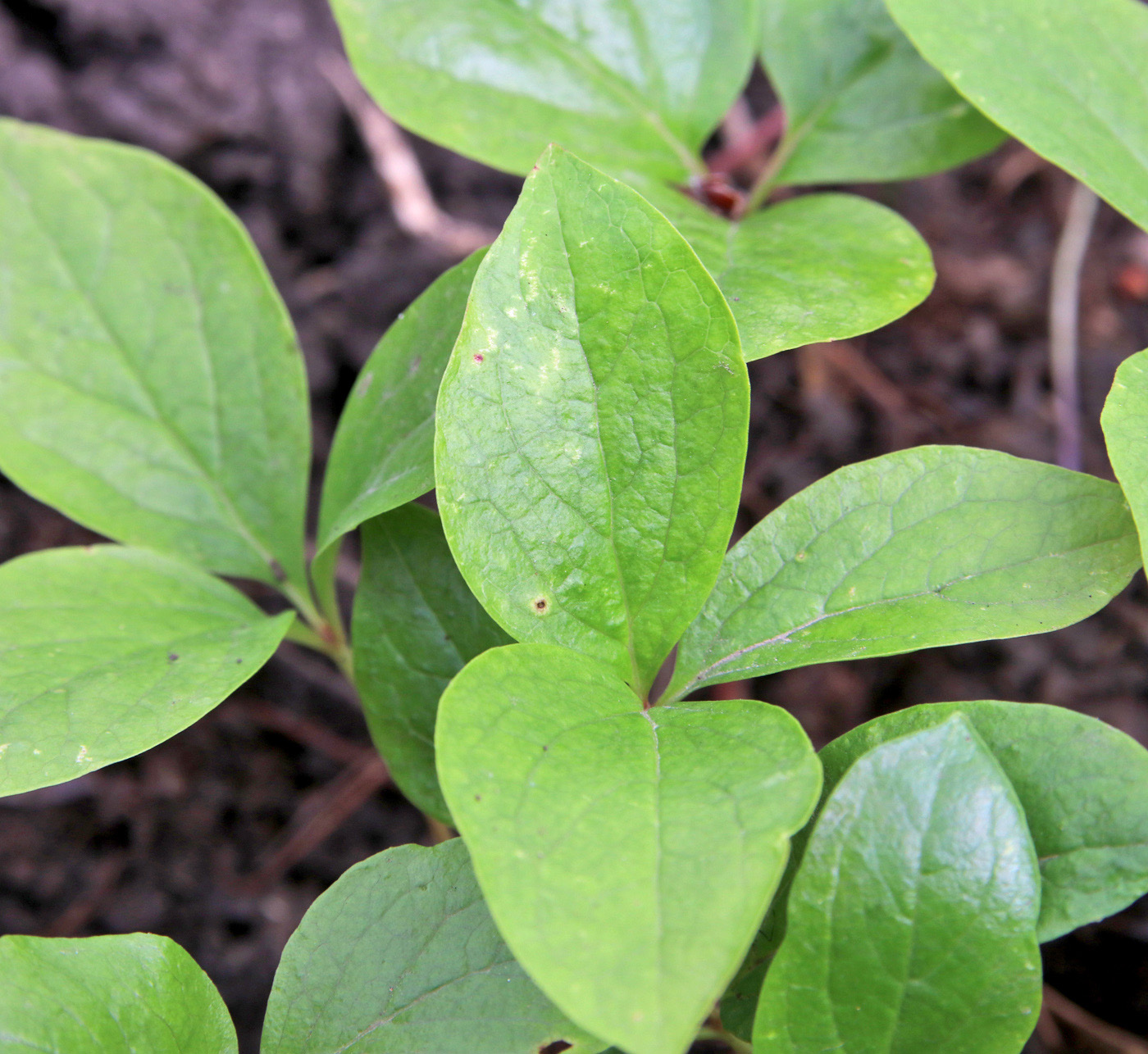 Изображение особи Paeonia wittmanniana.