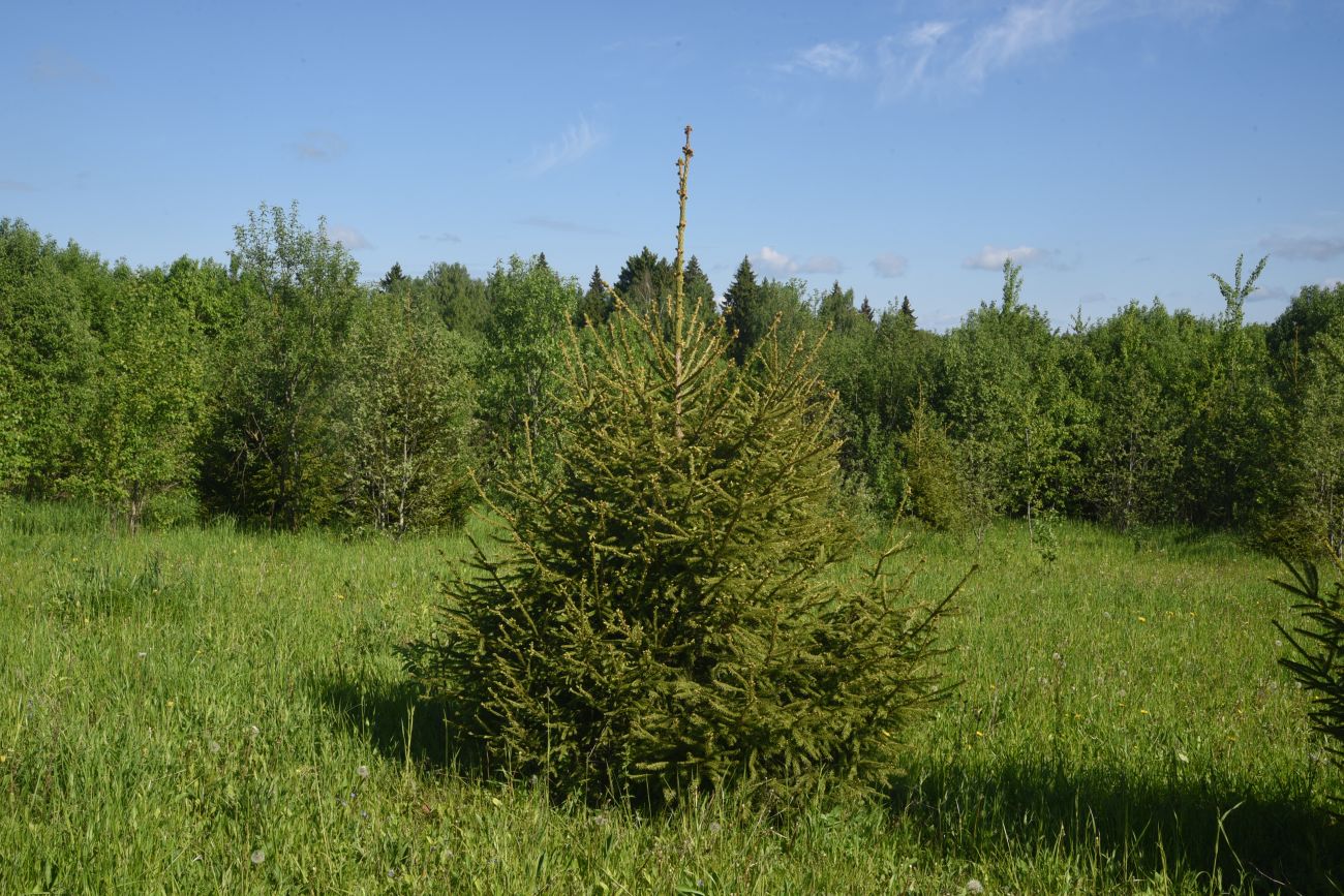 Изображение особи Picea abies.