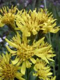 Solidago virgaurea subspecies dahurica. Соцветия. Казахстан, хр. Кетмень, долина р. Шалкудысу, горы Каратау, 2400 м н.у.м. 27.07.2010.