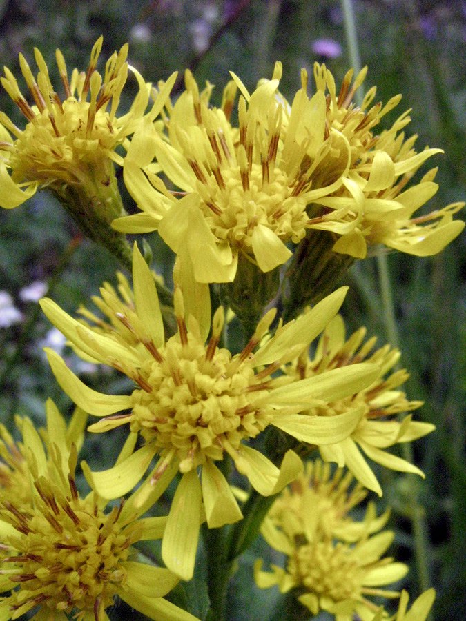 Image of Solidago virgaurea ssp. dahurica specimen.