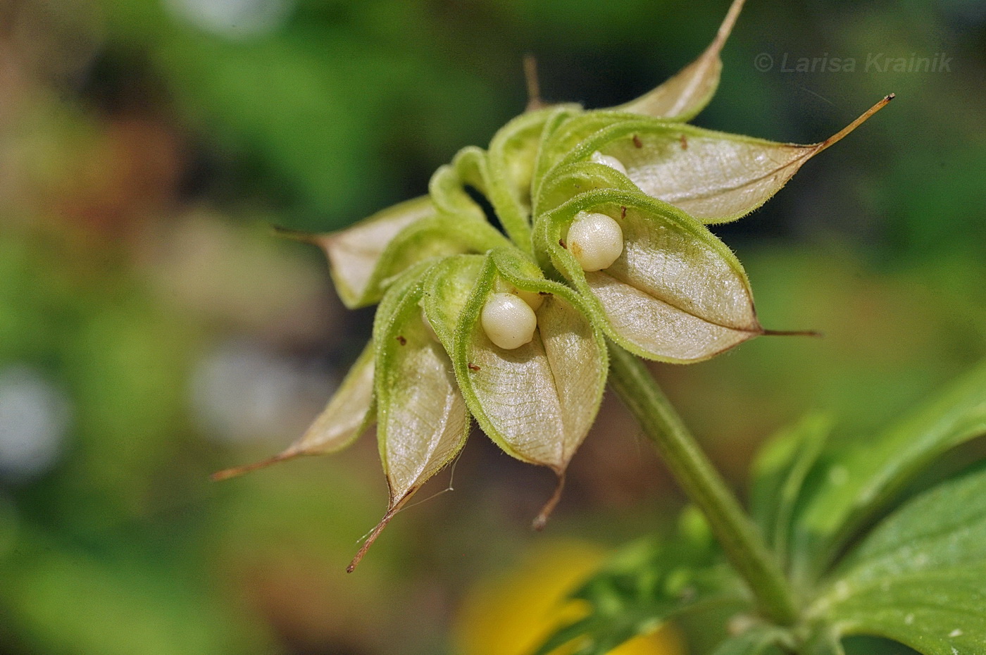 Image of Eranthis stellata specimen.