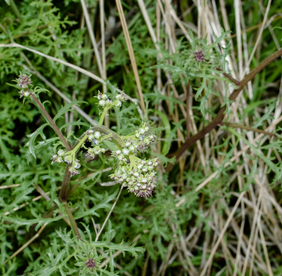 Image of Scrophularia xanthoglossa specimen.