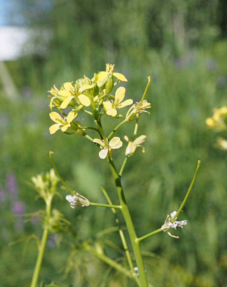 Изображение особи Sisymbrium altissimum.