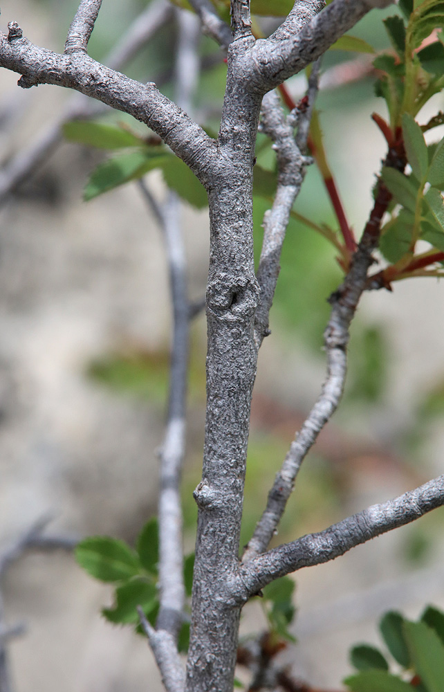 Image of genus Rosa specimen.