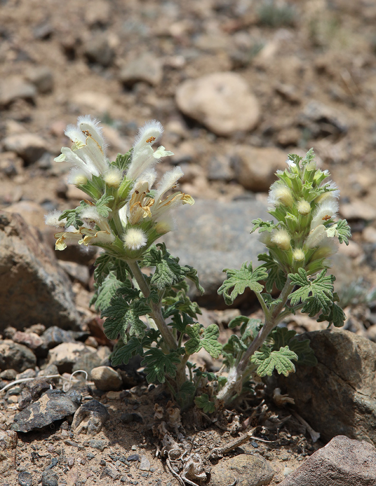 Image of Panzerina lanata specimen.