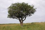 Kigelia pinnata