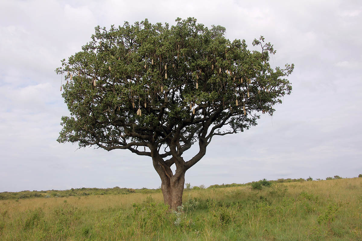 Image of Kigelia pinnata specimen.