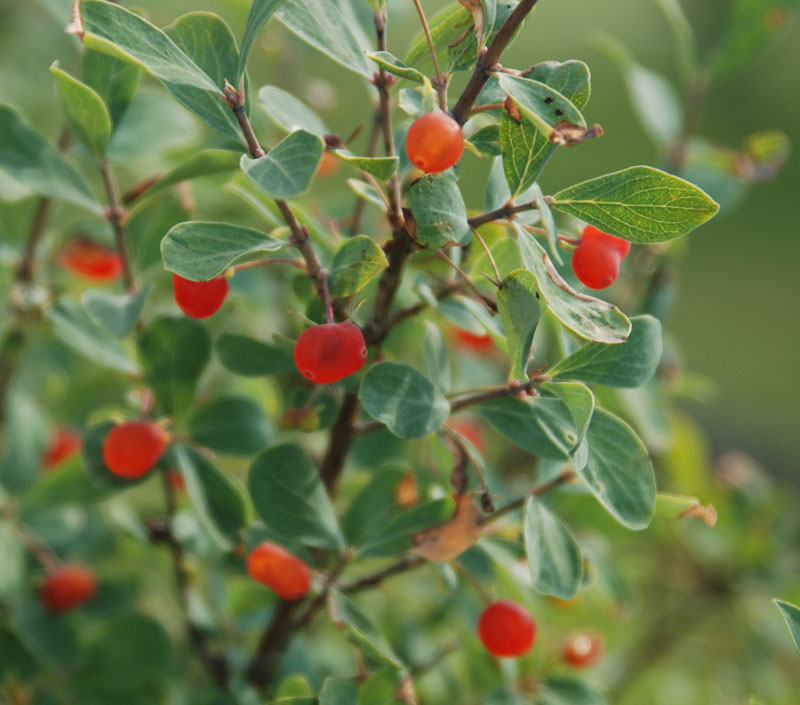 Изображение особи Lonicera microphylla.